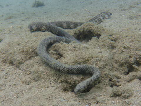 Image of Reef shallows seasnake