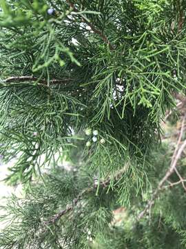 Juniperus virginiana var. silicicola (Small) E. Murray的圖片