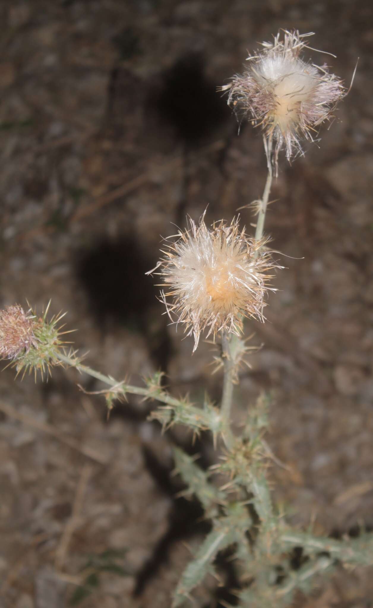 Image of Wheeler's thistle