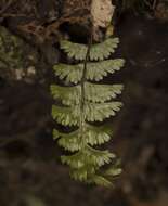 Image of Hymenophyllum pectinatum Cav.