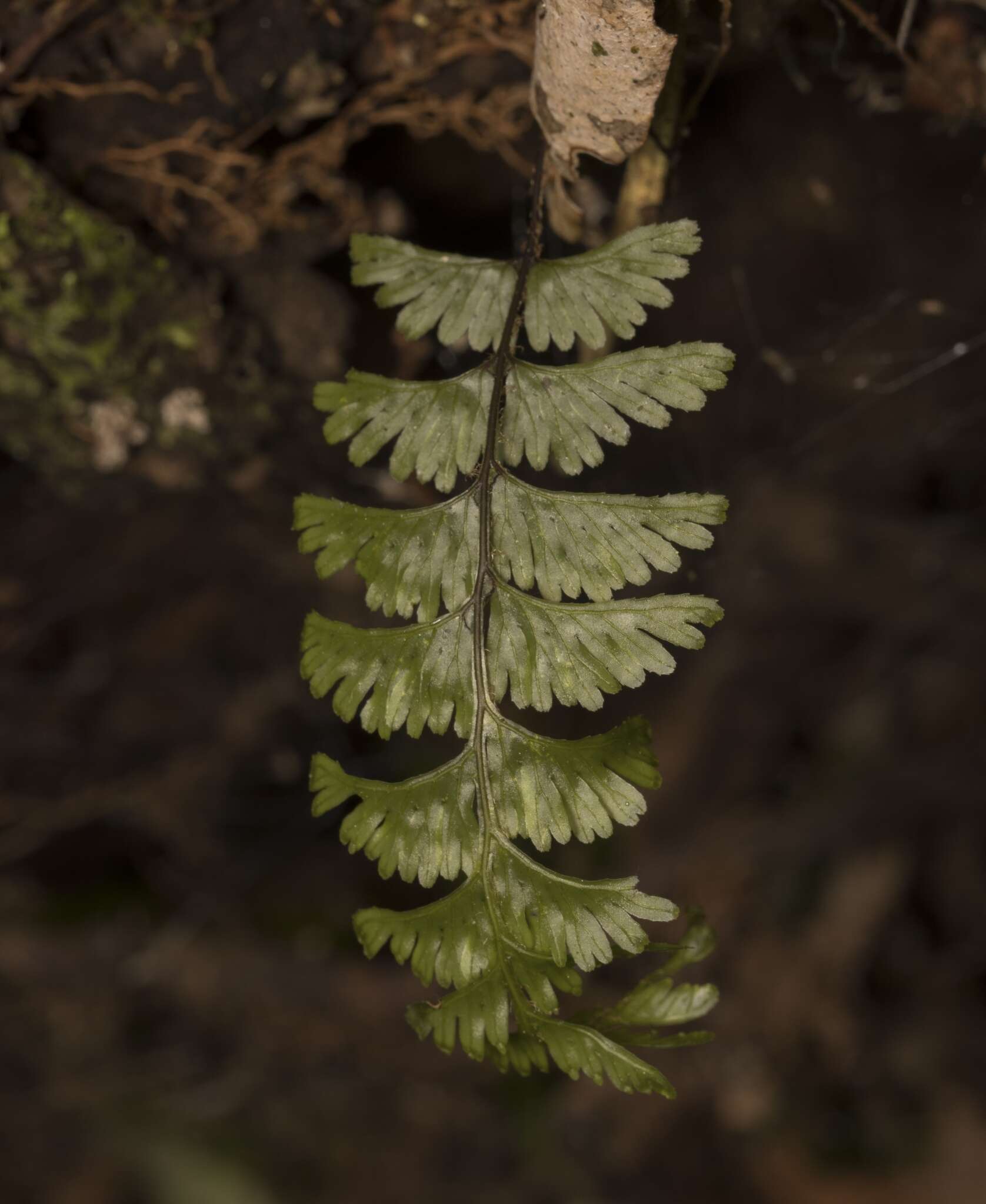 Image of Hymenophyllum pectinatum Cav.