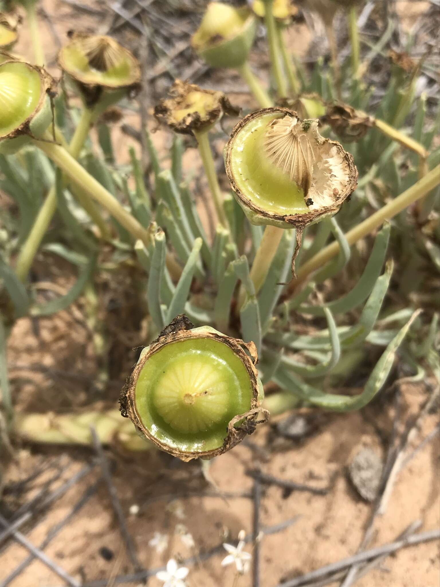 Imagem de Conicosia pugioniformis subsp. pugioniformis