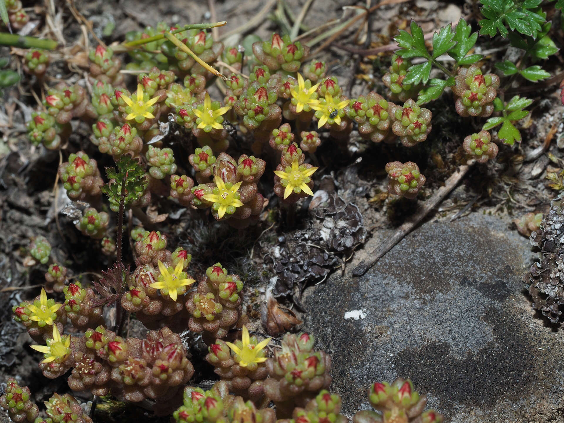 Image of Sedum praesidis H. Runemark & W. Greuter