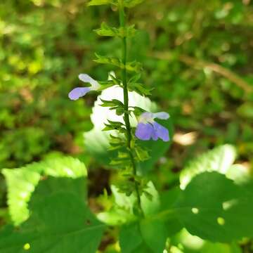 Image of Salvia languidula Epling