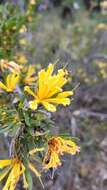 Image of Lambertia multiflora Lindl.