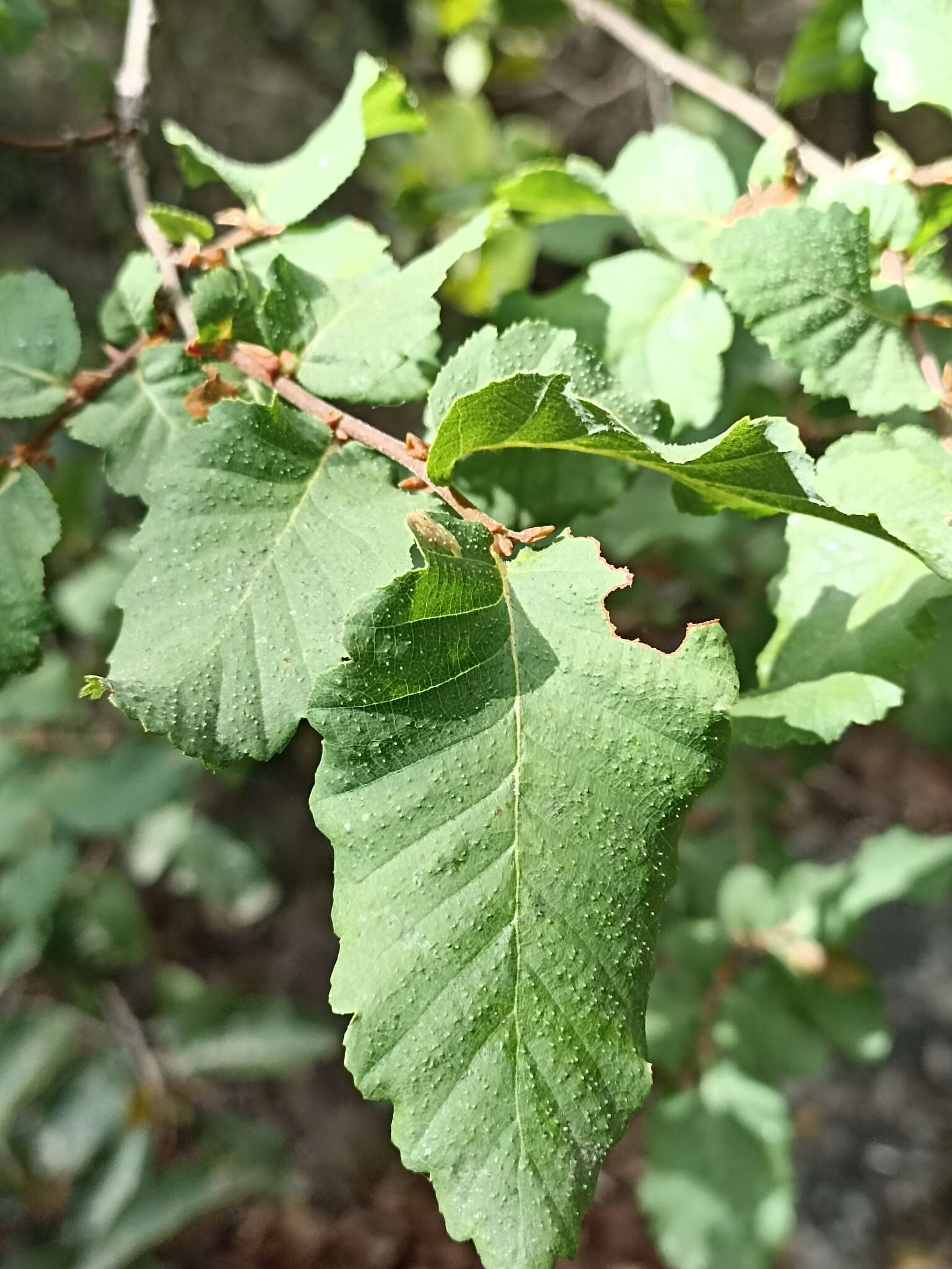 Plancia ëd Nothofagus glauca (Phil.) Krasser