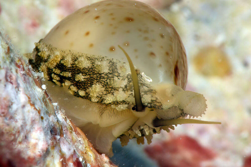 Image of chick-pea cowrie