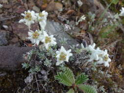 Image of Leontopodium microphyllum Hayata