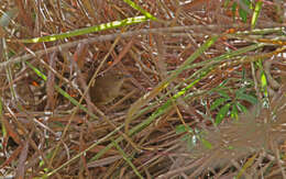 Image of Dalat Bush Warbler