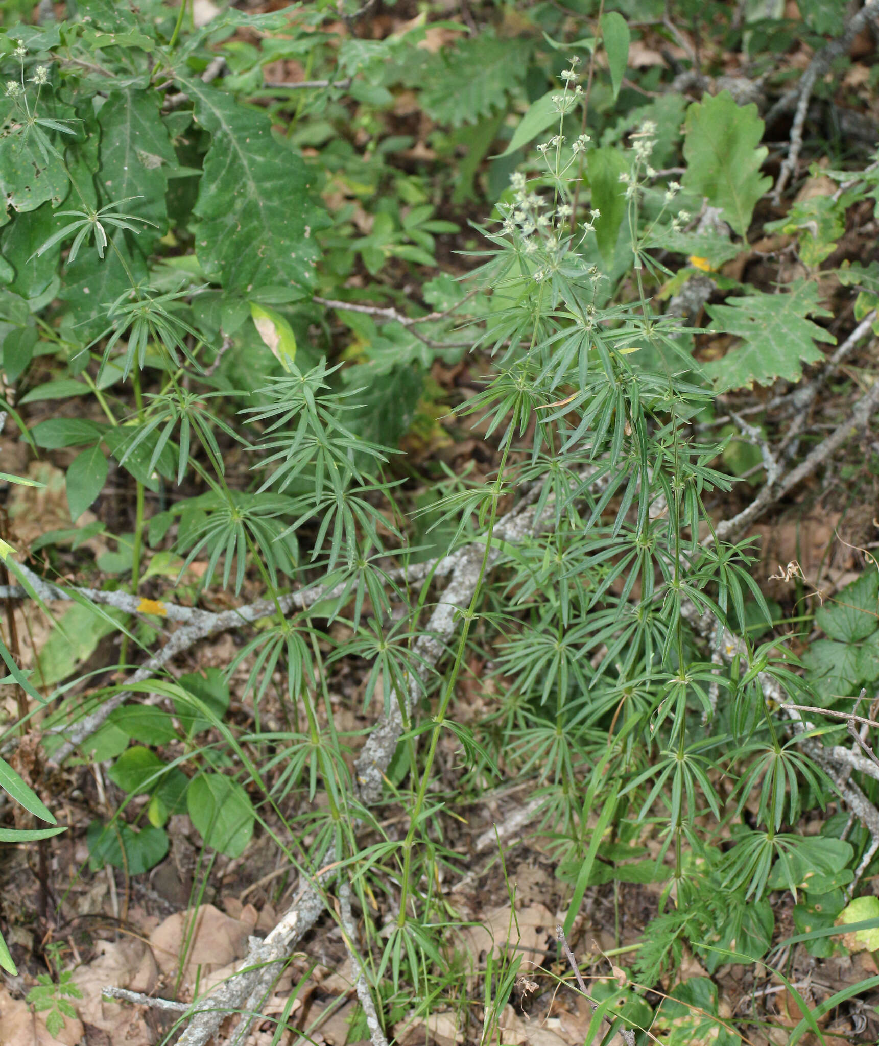 Plancia ëd Asperula molluginoides (M. Bieb.) Rchb.