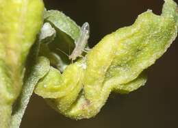 Image of Leuronota maculata (Crawford 1910)