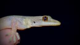 Image of Indo-Pacific gecko