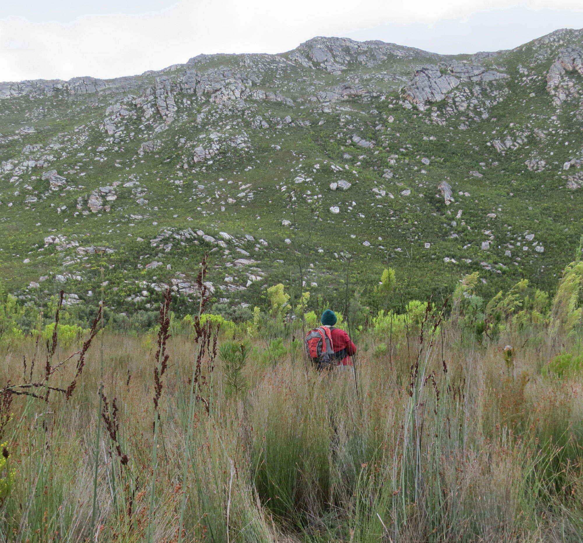 Image of Leucadendron olens I. Williams