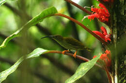 Image of Streaked Spiderhunter