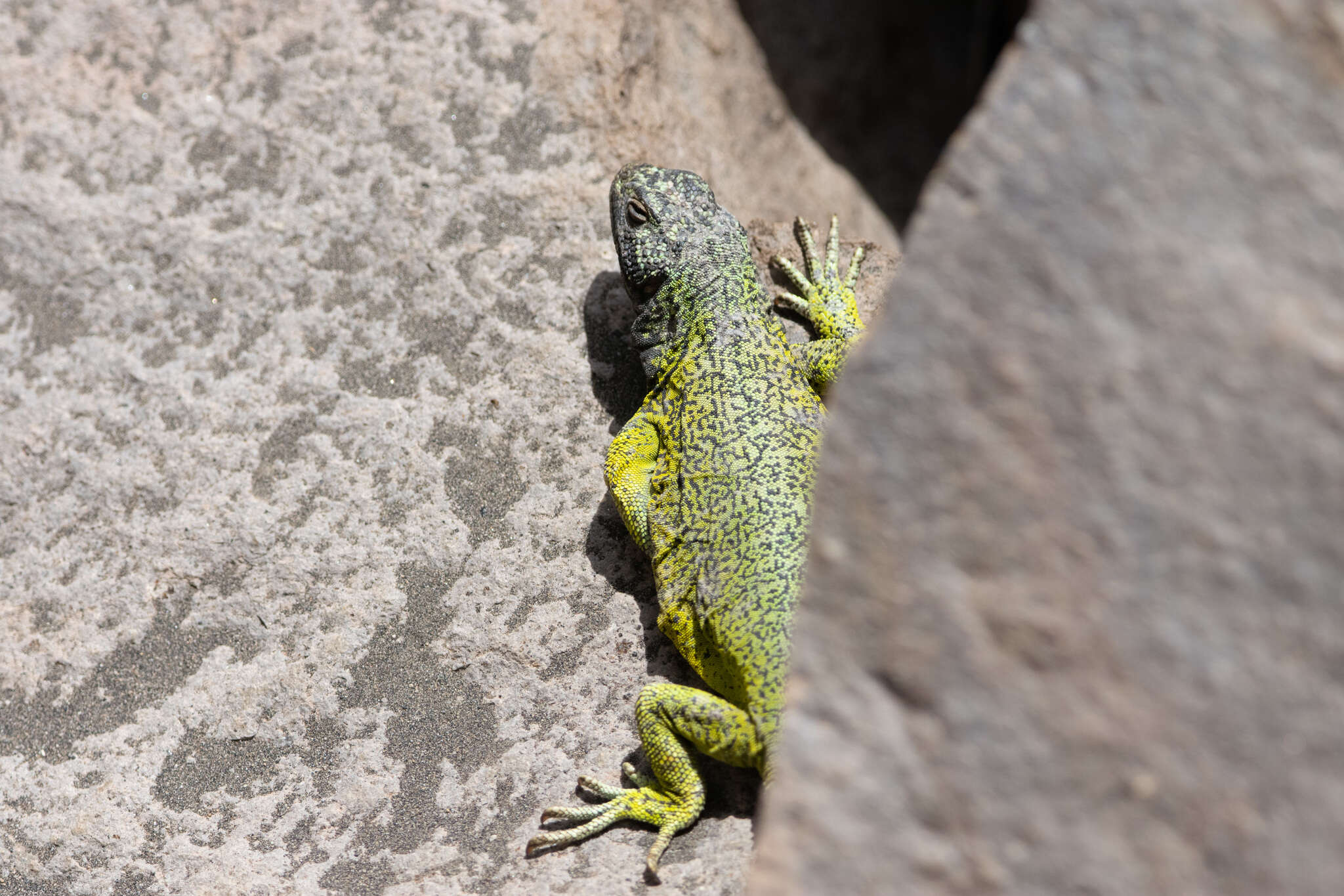 Image of Phymaturus loboi Troncoso-Palacios, Ferri-Yáñez, Laspiur & Aguilar 2019