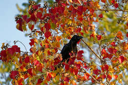 Image of Corvus macrorhynchos japonensis Bonaparte 1850