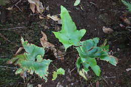 Plancia ëd Asplenium hemionitis L.