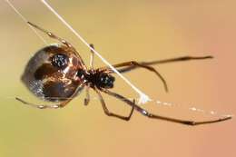 Image of Dewdrop spider