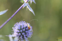 Imagem de Nemophora dumerilella (Duponchel 1839)