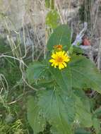 Image of Melanthera latifolia (Gardn.) Cabrera