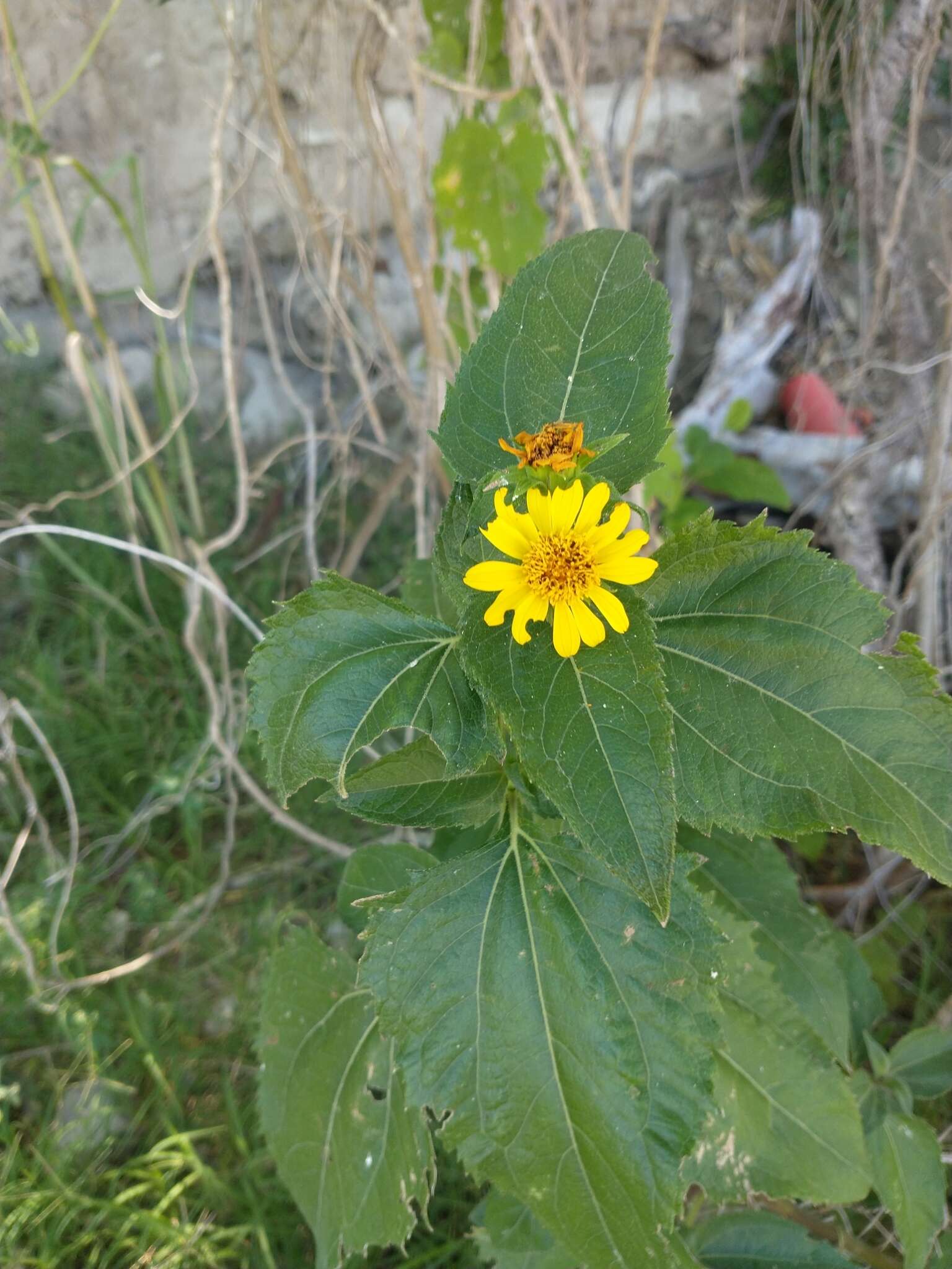 Image of Melanthera latifolia (Gardn.) Cabrera