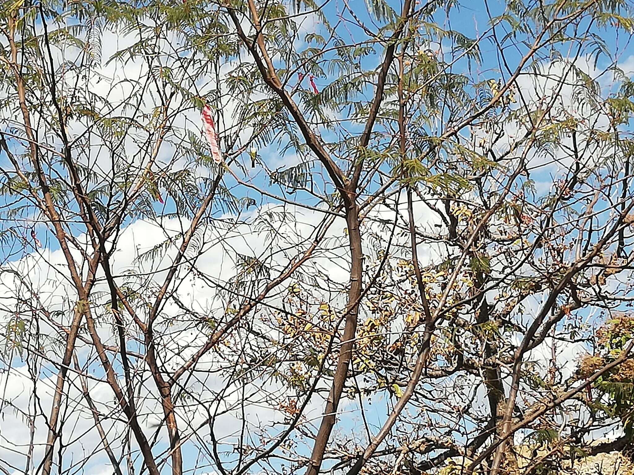 Plancia ëd Leucaena diversifolia (Schltdl.) Benth.