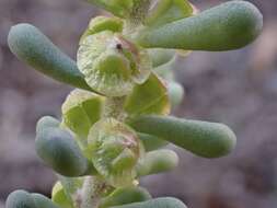 Image of rosy bluebush