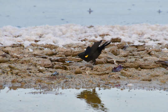 Image of Yellow-shouldered Blackbird