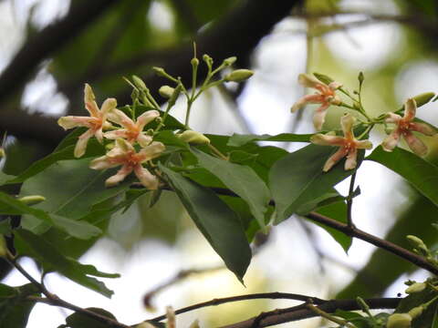 Image of Wrightia pubescens R. Br.