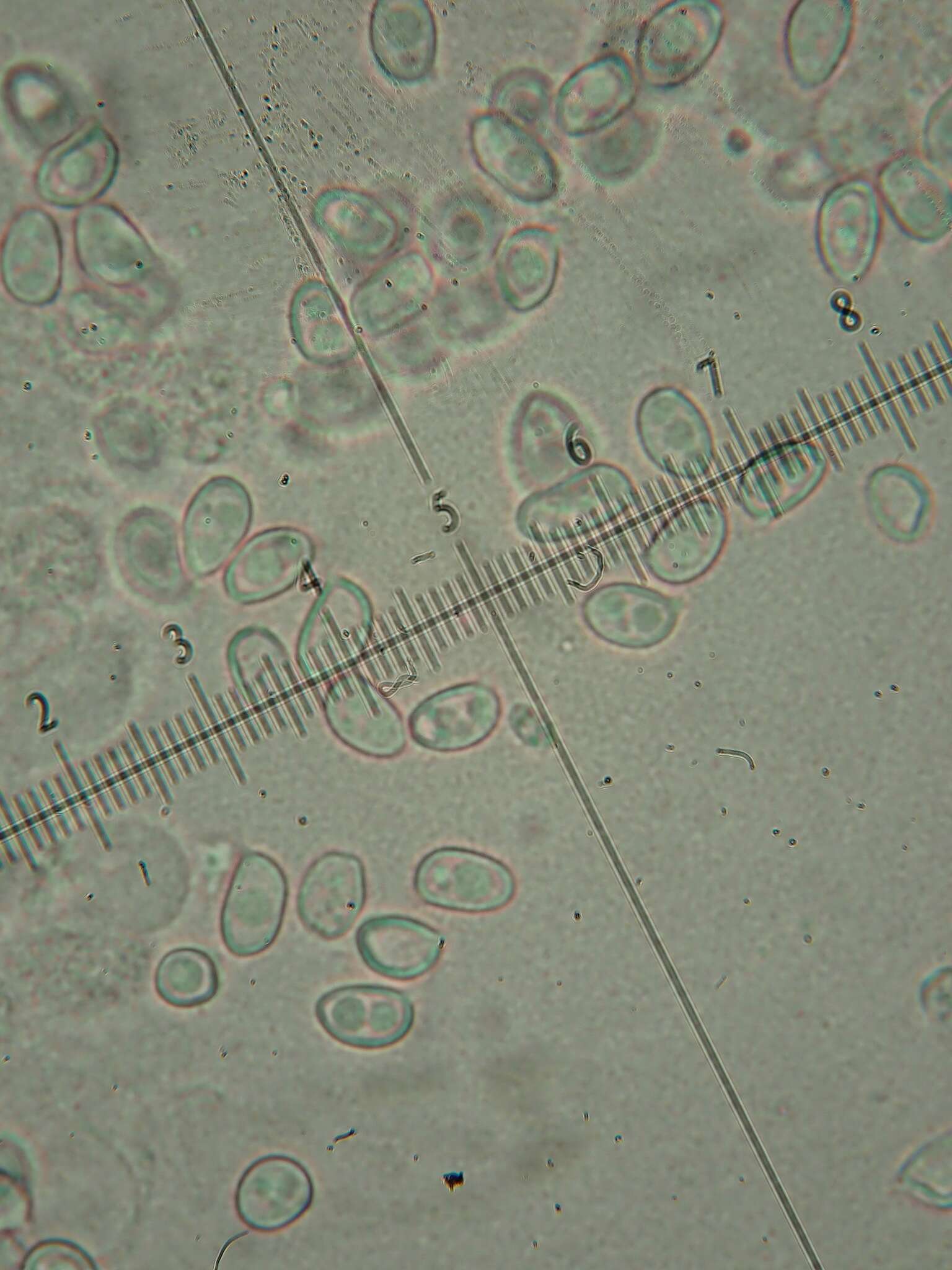 Image of Leucoagaricus crystallifer Vellinga 2000