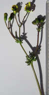 Image of Senecio paarlensis DC.