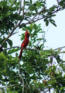 Imagem de Cardinalis cardinalis carneus (Lesson & PA 1842)