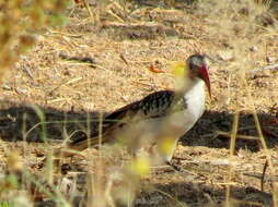 Image of Damara Hornbill