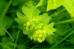 Image of Alchemilla lindbergiana Juz.