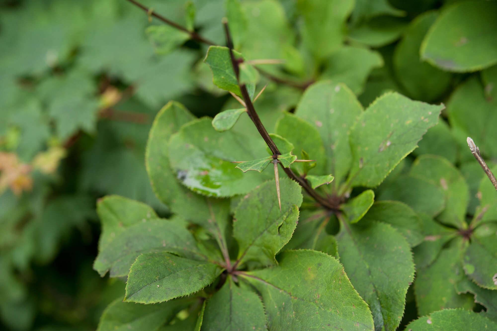 Image of Berberis amurensis Rupr.