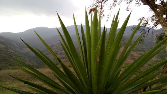 Image of Agave karwinskii Zucc.