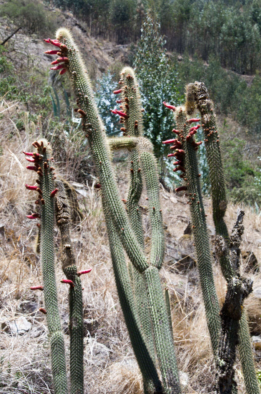 صورة Cleistocactus buchtienii Backeb.