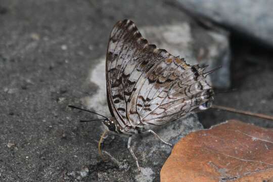 Imagem de Charaxes achaemenes Felder & Felder 1866