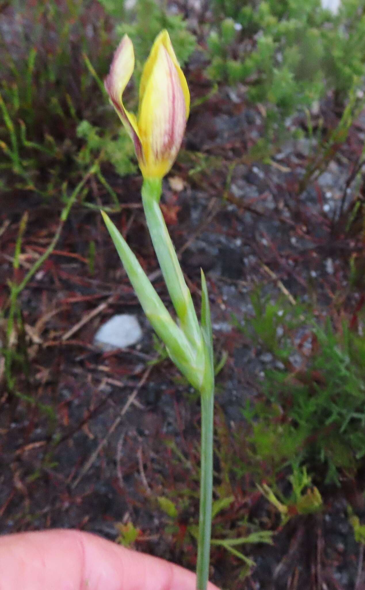 Image of Bobartia filiformis (L. fil.) Ker Gawl.