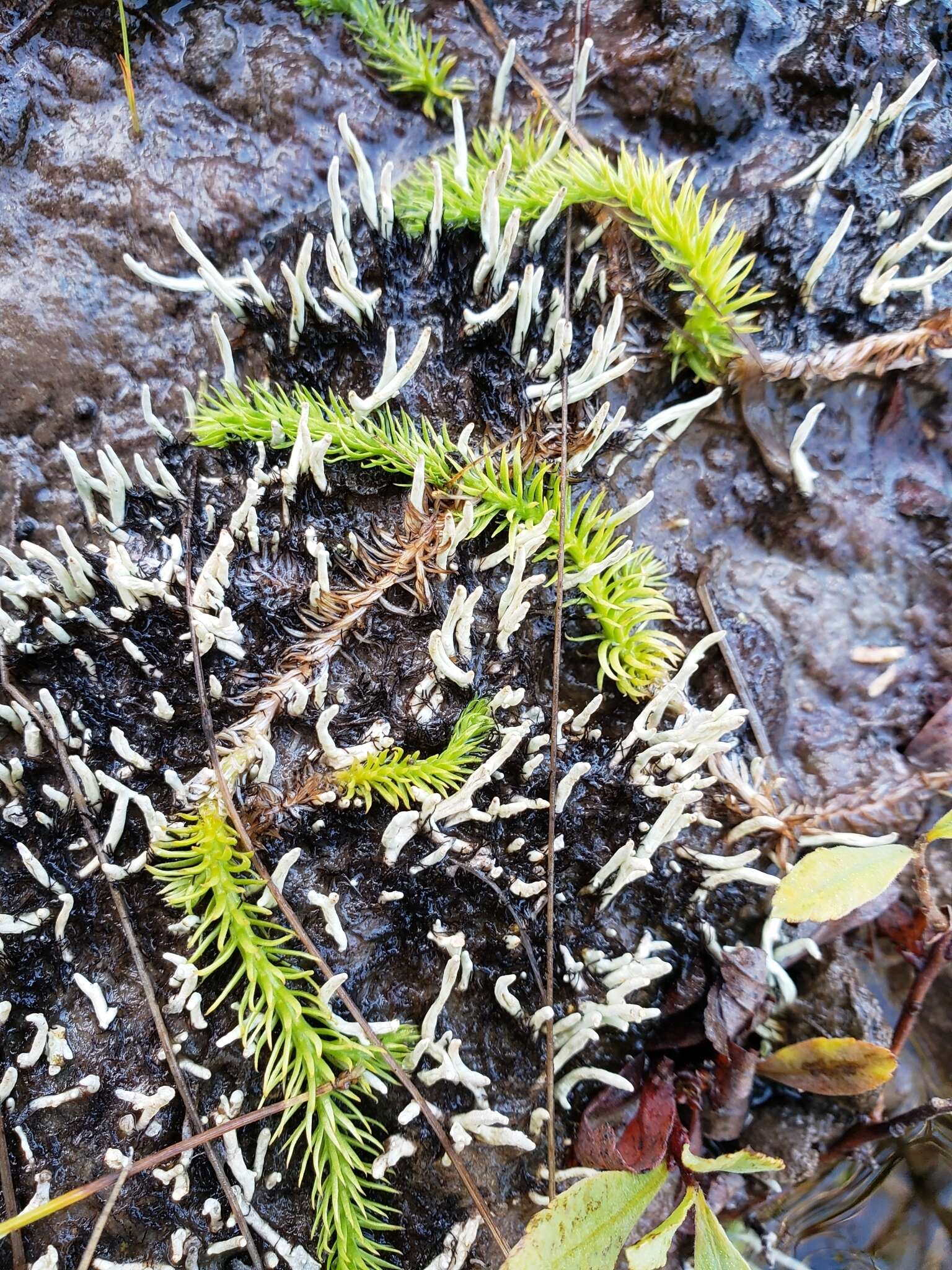 Image of clubmoss