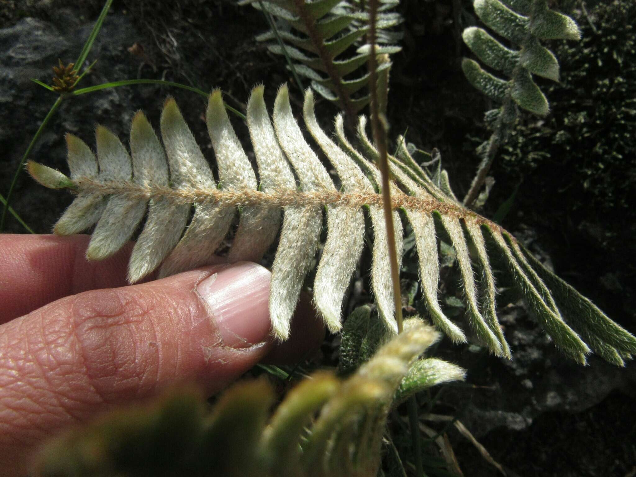 Image of Pleopeltis bombycina (Maxon) A. R. Sm.