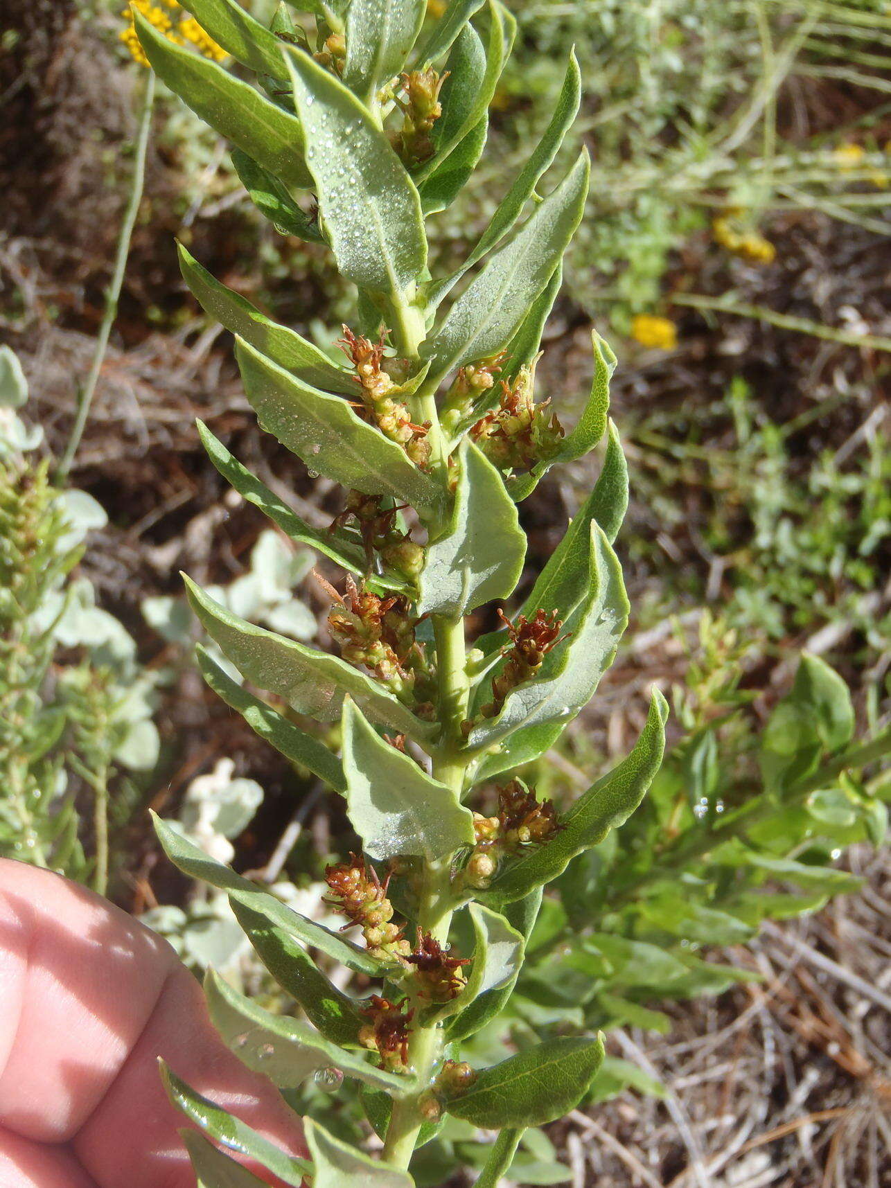 Image of Morella humilis (Cham. & Schltdl.) D. J. B. Killick