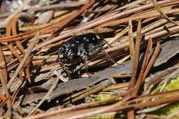 Image of Cicindela (Cicindela) scutellaris rugifrons Dejean 1825