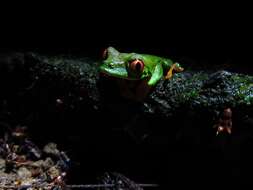 Image of Misfit Leaf Frog