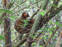 Image of golden bamboo lemur