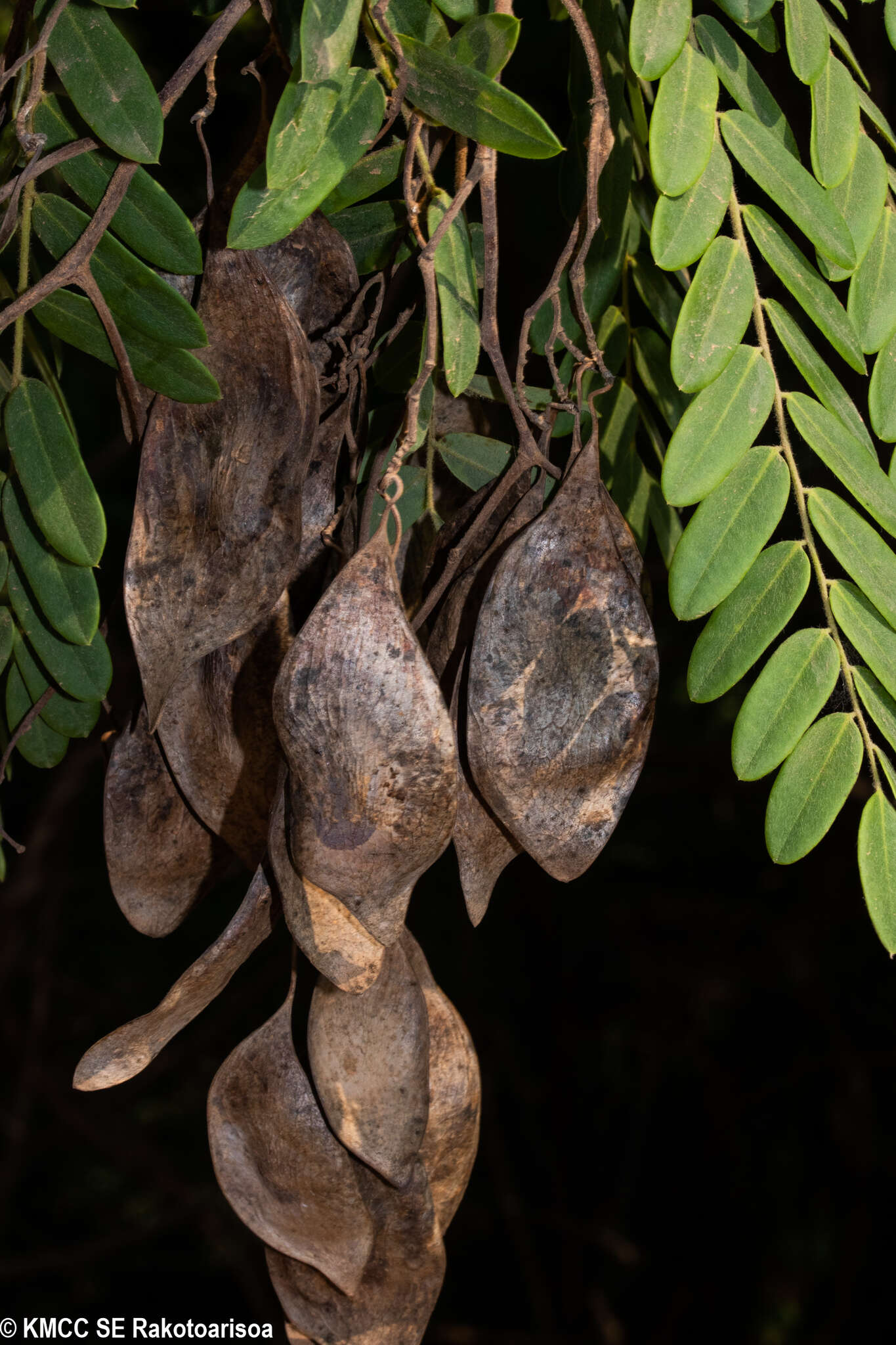 Image of Dalbergia chlorocarpa R. Vig.