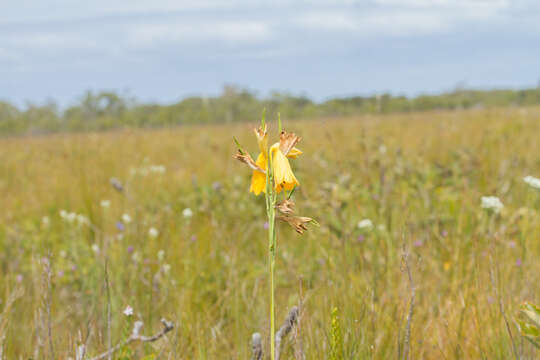 Image of Blandfordia grandiflora R. Br.