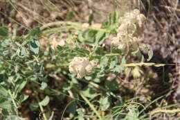 Image of Astragalus calycinus Bieb.