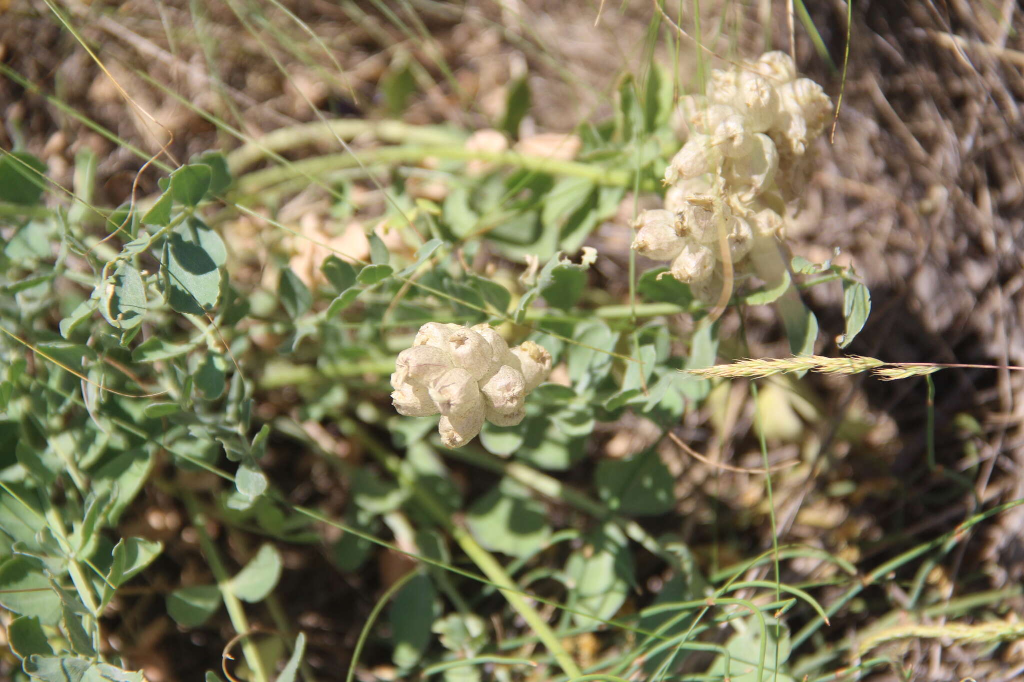 Imagem de Astragalus calycinus Bieb.
