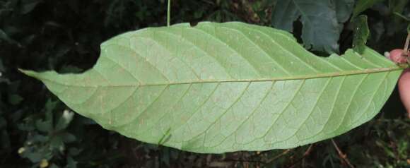 Image of Oxyanthus speciosus subsp. gerrardii (Sond.) Bridson